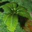 icon_TropicalPlant1Seed.png