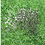 icon_CottonPlant.png