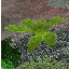 icon_FernSun.png