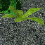 icon_FernSun2Seed.png