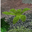 icon_FernSunSeed.png