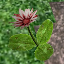 icon_FlowerRedSeed.png