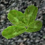 icon_HealPlant1.png