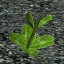 icon_HealPlant2Seed.png