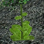 icon_HealPlant3.png