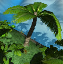 icon_LeafPalmTreeSeed.png