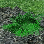 icon_ShrubSmallSeed.png