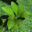 icon_TropicalPlant3.png