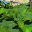 icon_TropicalPlant4.png