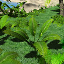 icon_TropicalPlant4Seed.png