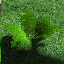 icon_TropicalPlant5Seed.png